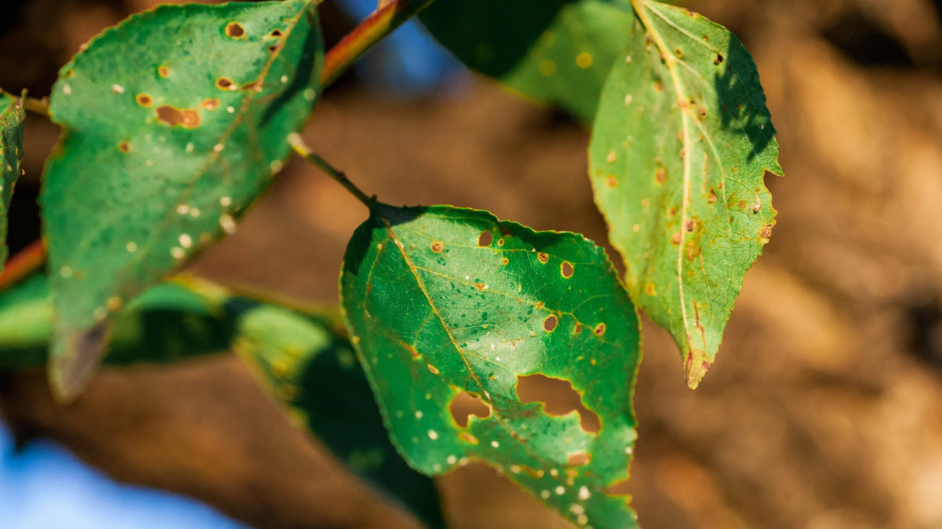 Shrub Insect Lawn Care Services in Coppell TX